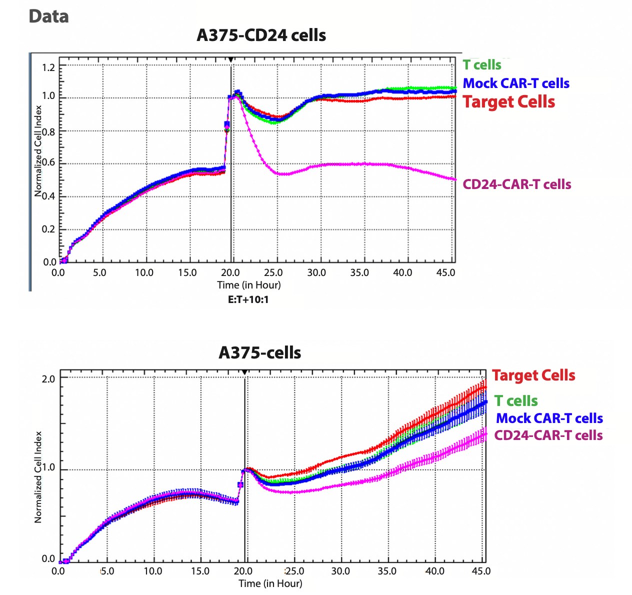 Figure 2. CD24-CAR-T cells specifically kill A375-CD24-positive cancer cells. Top panel: A375 (24-positive) cells; lower panel: A375 (CD24-negative cells).