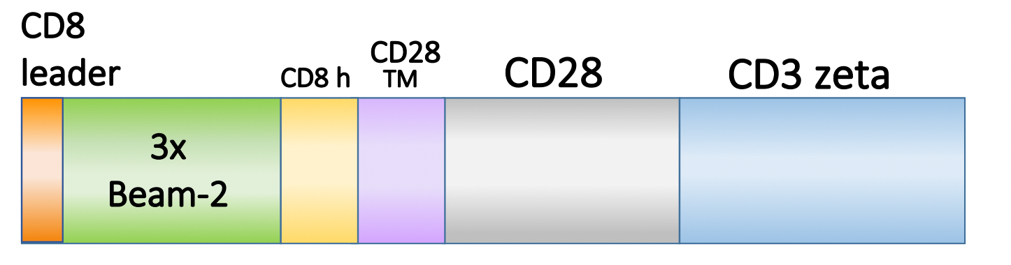 Figure 1. Schematic representation of the scFv, costimulatory domain, and activation domain of PM-CAR1061. This is a mock (control). 
