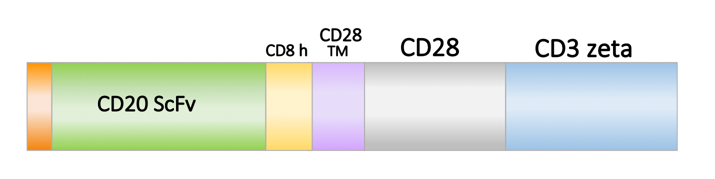 Figure 1. Schematic representation of the scFv, costimulatory domain, and activation domain of PM-CAR1062. This construct targets CD20. 