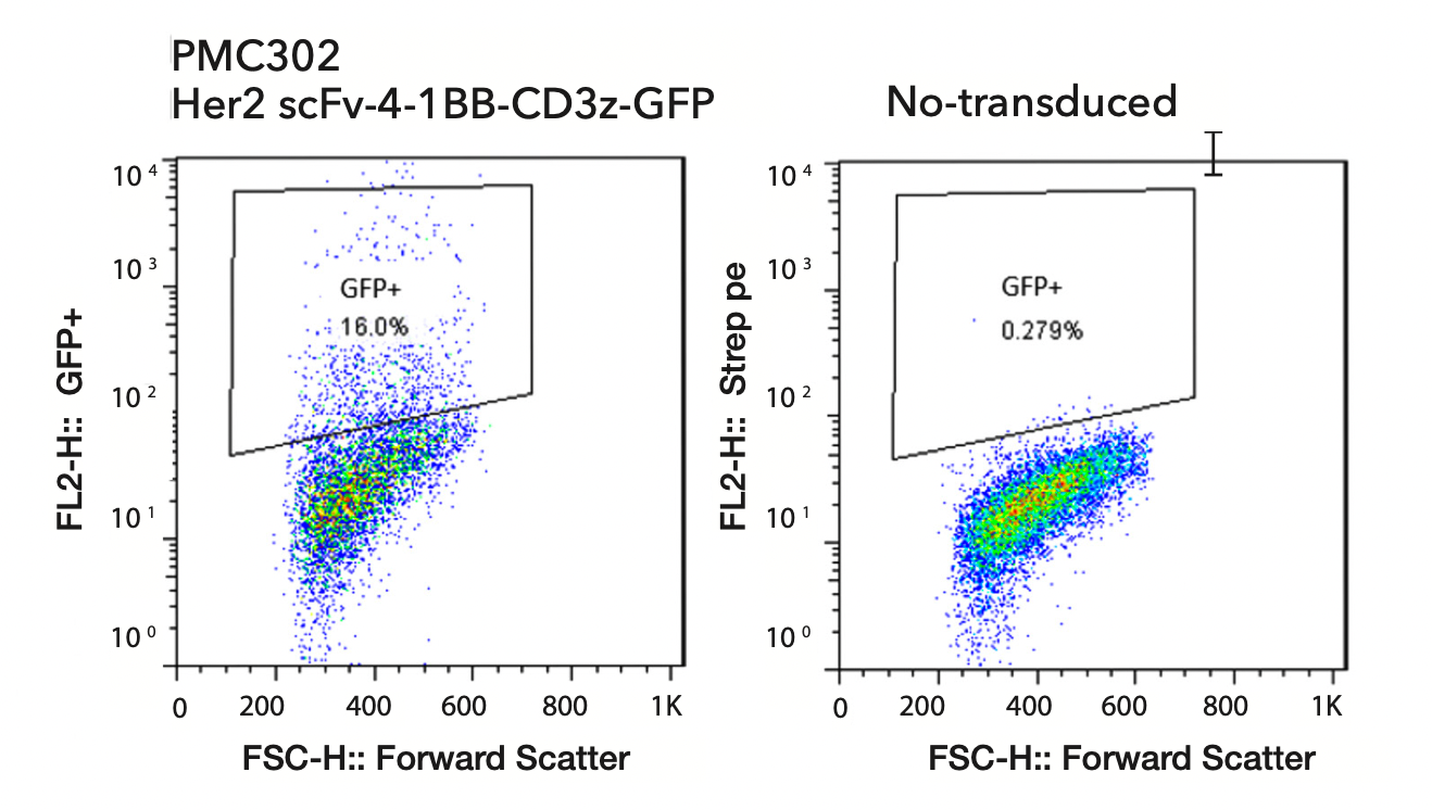 Figure 3. Expression of GFP was verified by FACS. Comparison of GFP via FACS done by PMC302 (Her2-GFP CAR-T cells) and non-transduced T-cells.