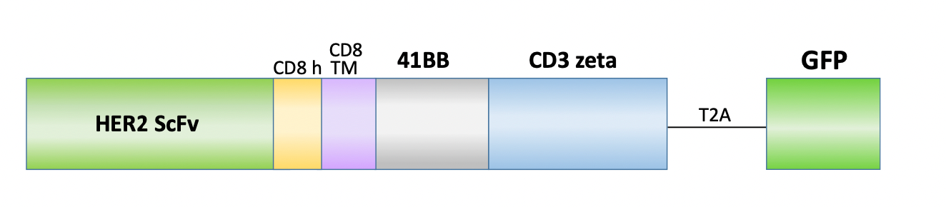 Figure 1. Schematic representation of the scFv, costimulatory domain, and activation domain of PM-CAR1064. This construct targets Her2. 