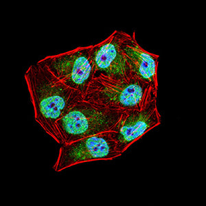 Figure 4:Immunofluorescence analysis of Hela cells using CD258 mouse mAb (green). Blue: DRAQ5 fluorescent DNA dye. Red: Actin filaments have been labeled with Alexa Fluor- 555 phalloidin. Secondary antibody from Fisher (Cat#: 35503)