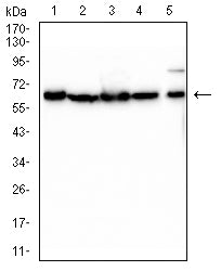 Figure 3:Western blot analysis using LMNB1 mouse mAb against Hela (1), Hek293 (2), K562 (3), SH-SY5Y (4), and PC-3 (5) cell lysate.