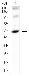 Figure 4:Western blot analysis using GPR83 mouse mAb against Mouse brain(1) cell lysate.