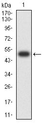 Figure 2:Western blot analysis using LMNB1 mAb against human LMNB1 (AA: 413-583) recombinant protein. (Expected MW is 49.4 kDa)