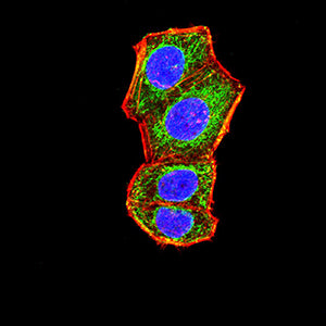 Figure 4:Immunofluorescence analysis of Hela cells using CD281 mouse mAb (green). Blue: DRAQ5 fluorescent DNA dye. Red: Actin filaments have been labeled with Alexa Fluor- 555 phalloidin. Secondary antibody from Fisher (Cat#: 35503)