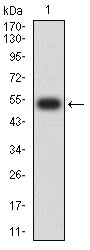 Figure 2:Western blot analysis using HSP70 mAb against human HSP70 (AA: 642-841) recombinant protein. (Expected MW is 53.3 kDa)