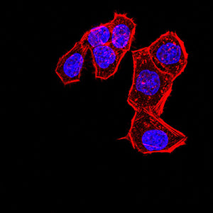 Figure 3:Immunofluorescence analysis of Hela cells using PDLIM7 mouse mAb. Blue: DRAQ5 fluorescent DNA dye. Red: Actin filaments have been labeled with Alexa Fluor- 555 phalloidin.