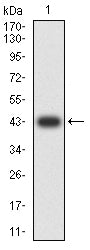 Figure 2:Western blot analysis using CD109 mAb against human CD109 (AA: extra 1274-1421) recombinant protein. (Expected MW is 42.3 kDa)