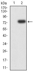 Figure 3:Western blot analysis using KRT9 mAb against HEK293-6e (1) and KRT9 (AA: 153-460)-hIgGFc transfected HEK293-6e (2) cell lysate.