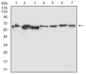 Figure 6:Western blot analysis using Siglec15 mouse mAb against PC-2 (1), LNCap (2), HEK293 (3), PC-3 (4), DU145 (5), COS-7 (6), and HEK293-6e (7) cell lysate.