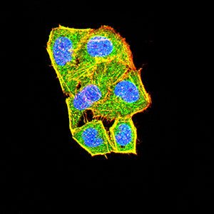 Figure 4:Immunofluorescence analysis of Hela cells using CD109 mouse mAb (green). Blue: DRAQ5 fluorescent DNA dye. Red: Actin filaments have been labeled with Alexa Fluor- 555 phalloidin. Secondary antibody from Fisher (Cat#: 35503)