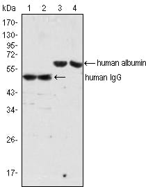Figure 1: Western blot analysis using IgG mouse mAb (lane 1, 2) and Albumin mouse mAb (lane 3, 4) against human serum (lane 1, 3) and plasma (lane 2, 4).