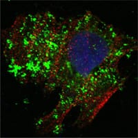 Figure 3: Confocal Immunofluorescence analysis of Hela cells using BCL10 mouse mAb (green). Red: Actin filaments have been labeled with Alexa Fluor-555 phalloidin. Blue: DRAQ5 fluorescent DNA dye.