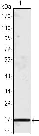 Figure 1: Western blot analysis using MCP1 mouse mAb against truncated MCP-1 recombinant protein.