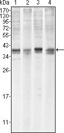 Figure 1: Western blot analysis using MCL1 mouse mAb against Hela (1), BCBL-1 (2), Jurkat (3) and HL60 (4) cell lysate.