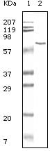 Figure 1: Western blot analysis using BSA mouse mAb antiobdy against BSA.