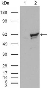 Figure 2: Western blot analysis using CHK1 mouse mAb against HEK293T cells transfected with the pCMV6-ENTRY control (1) and pCMV6-ENTRY CHK1 cDNA (2).