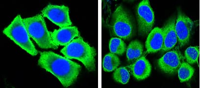 Figure 3: Confocal Immunofluorescence analysis of methanol-fixed HepG2 (left) and Hela (right) cells using GAPDH mouse mAb (green), showing cytoplasmic localization. Blue: DRAQ5 fluorescent DNA dye.