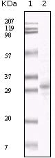 Figure 1: Western blot analysis using KSHV ORF26 mouse mAb against TPA induced BCBL-1 cell lysate.