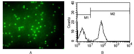 Figure 1: Immunofluorescence analysis of peripheral blood T cells using CD3 mouse mAb (A) and flow cytometric analysis of eripheral blood T cells using CD3 mouse mAb (B).