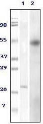 Figure 1: Western blot analysis using Foxp3 mouse mAb against truncated Foxp3 recombinant (1) and HEK293 cell lysate (2).