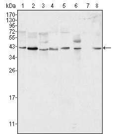 Figure 1: Western blot analysis using ERK2 mouse mAb against Hela (1), NIH/3T3 (2), MCF-7 (3), HEK293 (4), Jurkat (5), A549 (6), NTERA-2 (7) and SMMC-7721 (8) cell lysate.