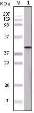 Figure 1: Western blot analysis using OVA mouse mAb against OVA protein.