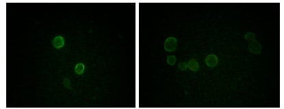 Figure 2: Immunofluorescence analysis of methanol-fixed L-02 (left) and Cos7 (right) cells using ApoM mouse mAb showing cytoplasmic and membrane localization.