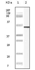 Figure 1: Western blot analysis using Vimentin mouse mAb against truncated Vimentin recombinant protein.