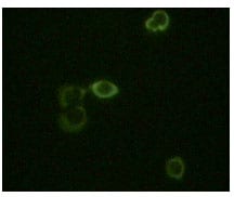 Figure 2: Immunofluorescence staining of methanol-fixed Hela cells using ABL2 mouse mAb showing cytoplasm localization.