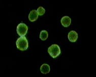 Figure 3: Immunofluorescence analysis of peripheral blood cells using CD34 mouse mAb.