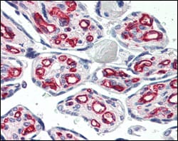 Figure 3: Immunohistochemical analysis of paraffin-embedded human placenta using CD31 mouse mAb.