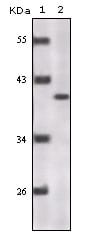 Figure 1: Western blot analysis using P16 mouse mAb against truncated P16 recombinant protein.