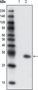 Figure 2: Western blot analysis using GFP mouse mAb against extracts from HCC827 cells, untransfected (1) and transfected with GFP(2).