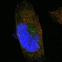 Figure 4: Confocal Immunofluorescence analysis of PANC-1 cells using SORL1 mouse mAb (green). Red: Actin filaments have been labeled with Alexa Fluor-555 phalloidin. Blue: DRAQ5 fluorescent DNA dye.