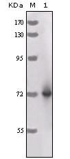 Figure 1: Western blot analysis using HRP mouse mAb against full-length HRP recombinant protein.