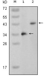 Figure 1: Western blot analysis using MAPK11 mouse mAb against truncated MAPK11 recombinant protein (1) and full-length MAPK11 (aa1-363)-pcDNA3.1 transfected CHO-K1 cell lysate (2).