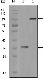 Figure 1: Western blot analysis using HCK mouse mAb against truncated HCK recombinant protein (1) and full-length HCK-GFP transfected CHO-K1 cell lysate (2).