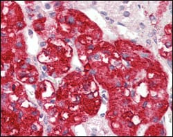 Figure 3: Immunohistochemical analysis of paraffin-embedded human adrenal tissues using STYK1/NOK mouse mAb with DAB staining.