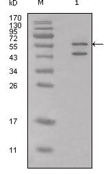 Figure 1: Western blot analysis using anti-Calreticulin polyclonal antiobdy against Hela cell lysate.