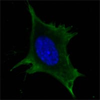 Figure 4: Confocal Immunofluorescence analysis of 3T3-L1 cells using Calreticulin mouse mAb(green). Blue: DRAQ5 fluorescent DNA dye.