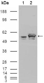 Figure 2: Western blot analysis using Calreticulin mouse mAb against HEK293T cells transfected with the pCMV6-ENTRY control (1) and pCMV6-ENTRY Calreticulin cDNA (2).