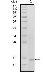 Figure 1: Western blot analysis using EhpB6 mouse mAb against truncated EhpB6 recombinant protein (1).