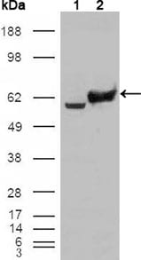 Figure 2: Western blot analysis using GPI mouse mAb against HEK293T cells transfected with the pCMV6-ENTRY control (1) and pCMV6-ENTRY GPI cDNA (2).