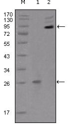 Figure 1: Western blot analysis using EphB2 mouse mAb against truncated EphB2 recombinant protein (1) and extracellular EphB2(aa19-476)-hIgGFc transfected CHO-K1 cell lysate(2).