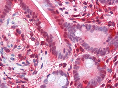 Figure 3: Immunohistochemical analysis of paraffin-embedded human Small Intestine tissues using PAR4 mouse mAb