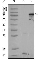 Figure 1: Western blot analysis using PPARG mouse mAb against truncated PPARG-His recombinant protein (1) and full-length PPARG(aa1-477) transfected CHO-K1 cell lysate (2).