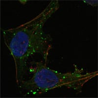 Figure 3: Confocal Immunofluorescence analysis of Hela cells using GABPA mouse mAb (green). Red: Actin filaments have been labeled using DY-554 phalloidin. Blue: DRAQ5 fluorescent DNA dye.