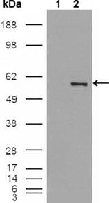 Figure 2: Western blot analysis using ETV4 mouse mAb against HEK293T cells transfected with the pCMV6-ENTRY control (1) and pCMV6-ENTRY ETV4 cDNA (2).